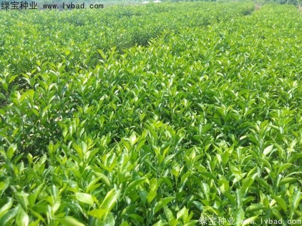 <a href='https://www.lvbad.com/linmuzhongzi/2234.html' target='_blank'>柠檬</a><a href='https://www.lvbad.com/' target='_blank'>种子</a>