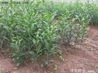 柠檬种子