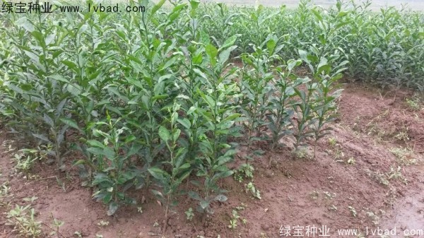 <a href='https://www.lvbad.com/linmuzhongzi/2234.html' target='_blank'>柠檬</a><a href='https://www.lvbad.com/' target='_blank'>种子</a>