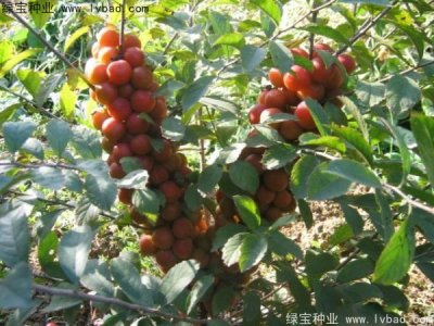 欧李种子