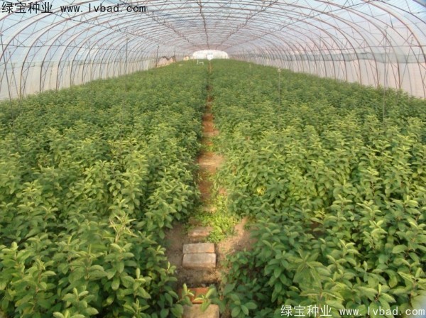 <a href='https://www.lvbad.com/linmuzhongzi/2235.html' target='_blank'>欧李</a><a href='https://www.lvbad.com/' target='_blank'>种子</a>