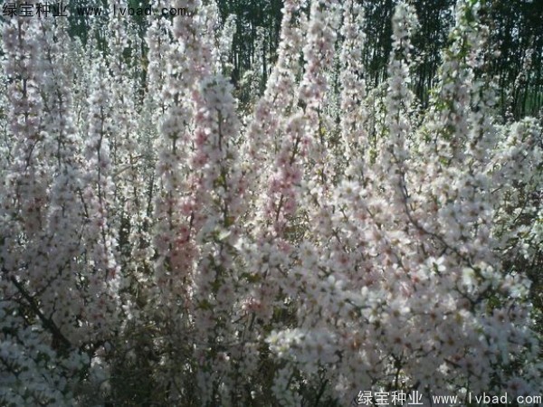 欧李<a href='https://www.lvbad.com/' target='_blank'>种子</a>