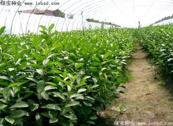 <a href='https://www.lvbad.com/linmuzhongzi/2235.html' target='_blank'>欧李种子</a>