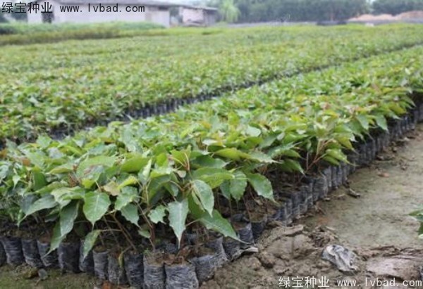 <a href='https://www.lvbad.com/linmuzhongzi/2237.html' target='_blank'>菩提子种子</a>