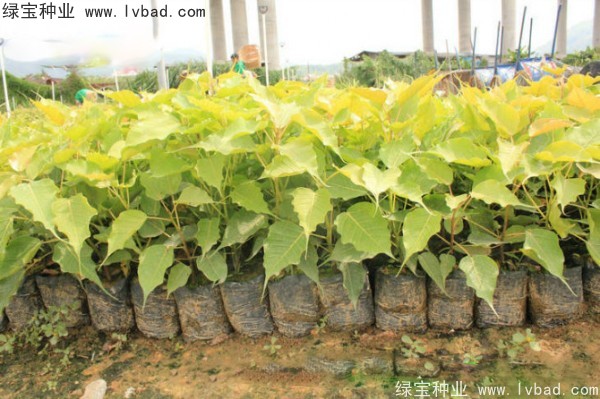 <a href='https://www.lvbad.com/linmuzhongzi/2237.html' target='_blank'>菩提子</a>种子
