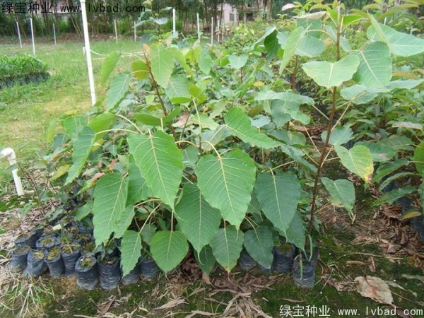 <a href='https://www.lvbad.com/linmuzhongzi/2237.html' target='_blank'>菩提子</a><a href='https://www.lvbad.com/' target='_blank'>种子</a>