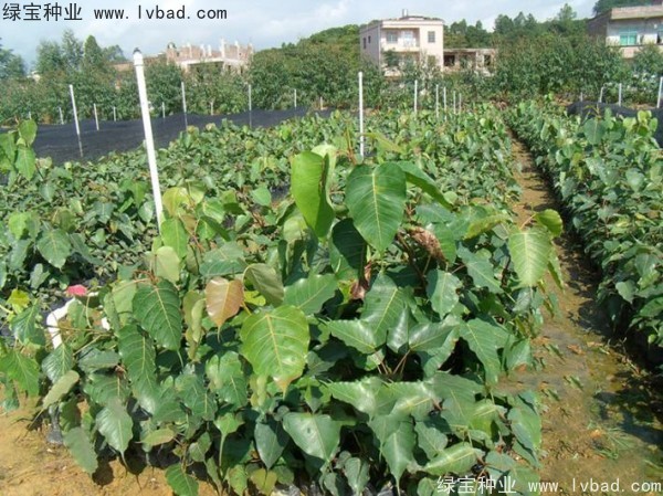 <a href='https://www.lvbad.com/linmuzhongzi/2237.html' target='_blank'>菩提子种子</a>