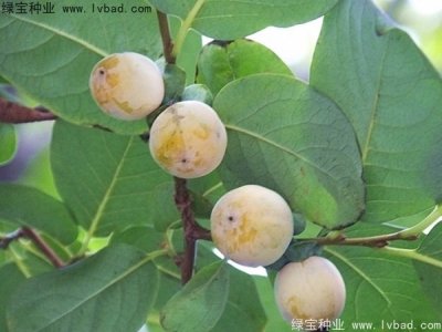 软枣种子