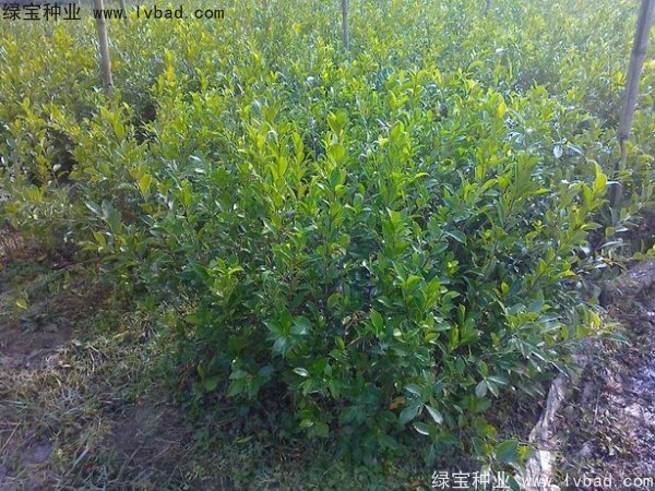 <a href='https://www.lvbad.com/linmuzhongzi/2239.html' target='_blank'>榕树种子</a>