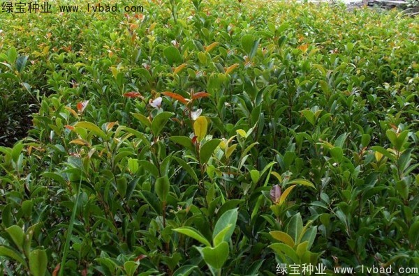 榕树<a href='https://www.lvbad.com/' target='_blank'>种子</a>