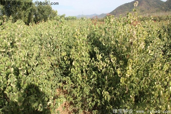 <a href='https://www.lvbad.com/linmuzhongzi/2240.html' target='_blank'>四照花种子</a>