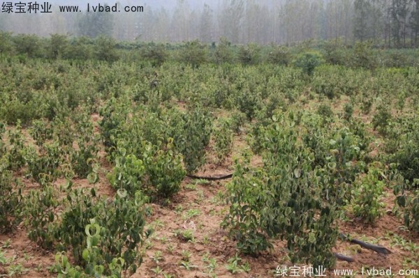 四照花<a href='https://www.lvbad.com/' target='_blank'>种子</a>
