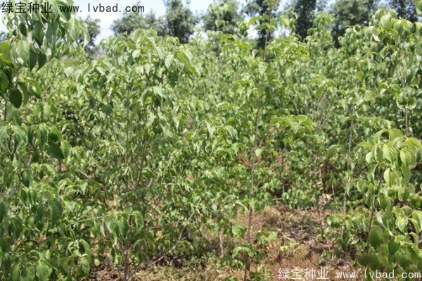 <a href='https://www.lvbad.com/linmuzhongzi/2240.html' target='_blank'>四照花种子</a>