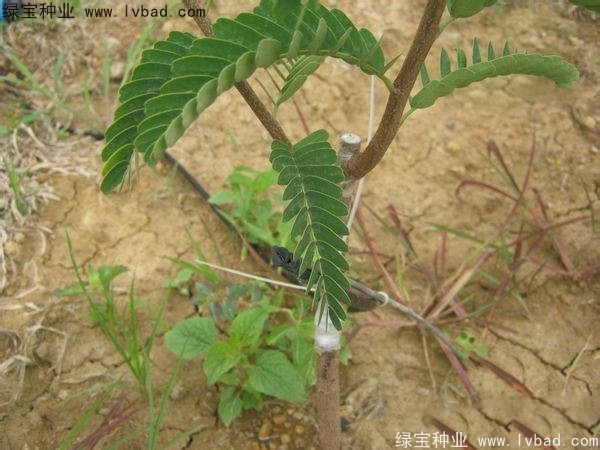 <a href='https://www.lvbad.com/linmuzhongzi/2241.html' target='_blank'>酸角种子</a>