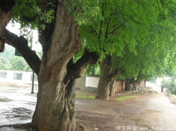 酸角<a href='https://www.lvbad.com/' target='_blank'>种子</a>