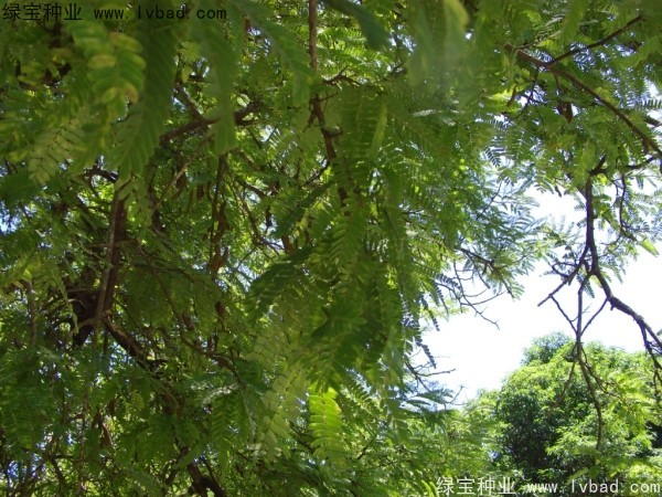 <a href='https://www.lvbad.com/linmuzhongzi/2241.html' target='_blank'>酸角种子</a>
