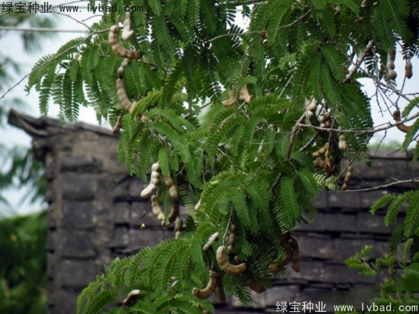 酸角<a href='https://www.lvbad.com/' target='_blank'>种子</a>
