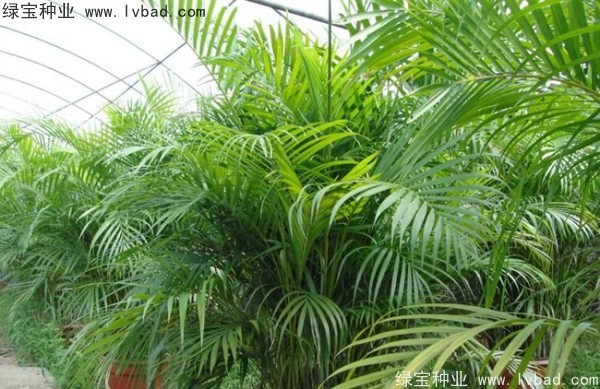 <a href='https://www.lvbad.com/linmuzhongzi/2242.html' target='_blank'>散尾葵种子</a>