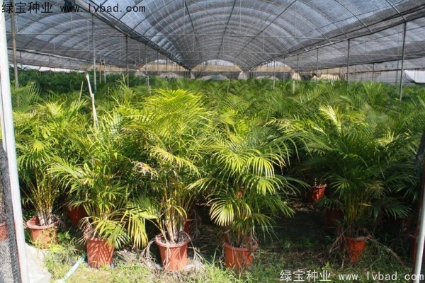 <a href='https://www.lvbad.com/linmuzhongzi/2242.html' target='_blank'>散尾葵种子</a>