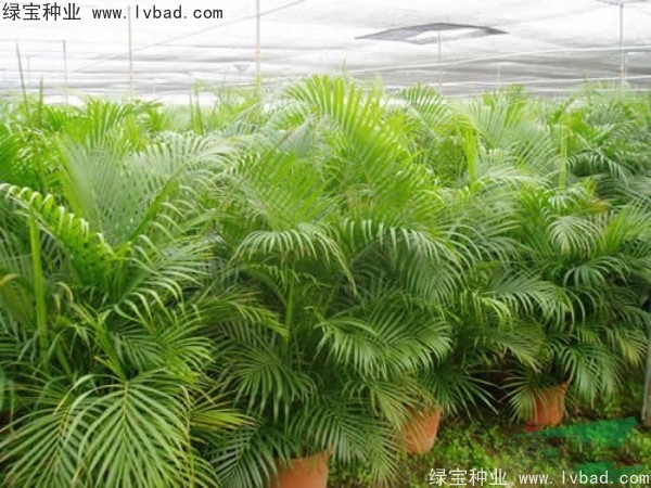 <a href='https://www.lvbad.com/linmuzhongzi/2242.html' target='_blank'>散尾葵种子</a>