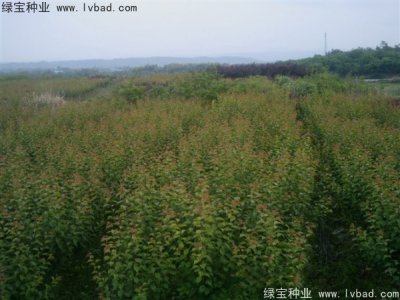 山梅花种子