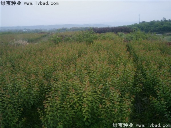 <a href='https://www.lvbad.com/linmuzhongzi/2243.html' target='_blank'>山梅花种子</a>