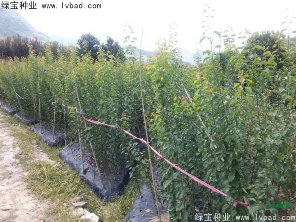 <a href='https://www.lvbad.com/linmuzhongzi/2243.html' target='_blank'>山梅花种子</a>