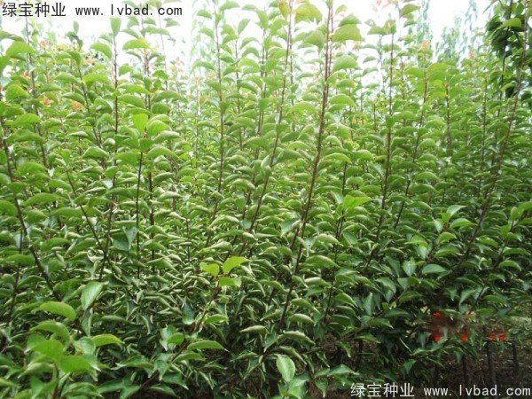 <a href='https://www.lvbad.com/linmuzhongzi/2243.html' target='_blank'>山梅花种子</a>