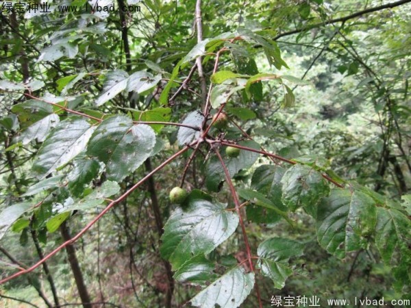 五眼果种子