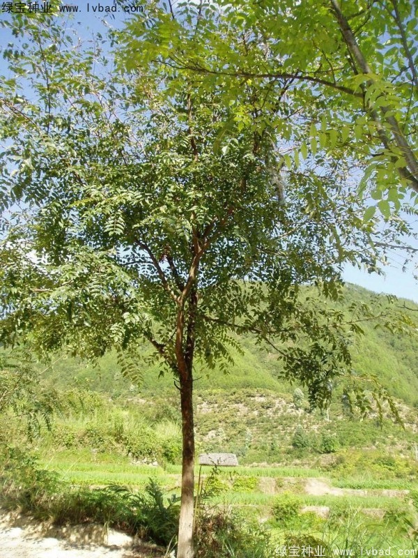 <a href='https://www.lvbad.com/linmuzhongzi/2244.html' target='_blank'>五眼果种子</a>