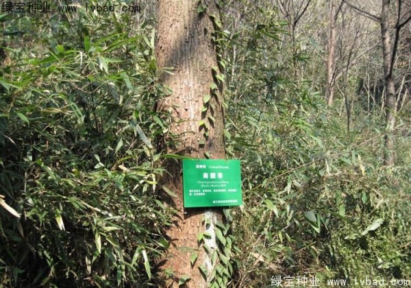 <a href='https://www.lvbad.com/linmuzhongzi/2244.html' target='_blank'>五眼果</a><a href='https://www.lvbad.com/' target='_blank'>种子</a>