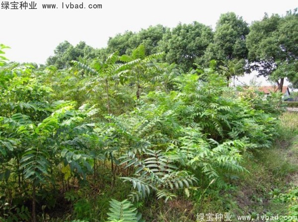 <a href='https://www.lvbad.com/linmuzhongzi/2244.html' target='_blank'>五眼果</a><a href='https://www.lvbad.com/' target='_blank'>种子</a>