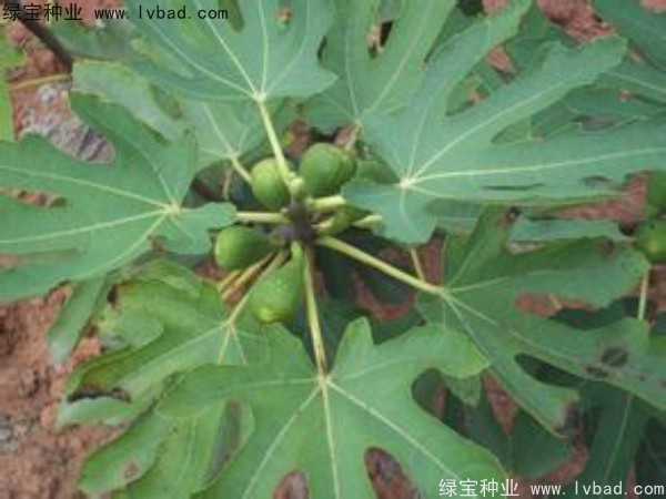 <a href='https://www.lvbad.com/linmuzhongzi/2245.html' target='_blank'>无花果种子</a>