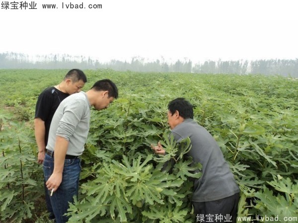 <a href='https://www.lvbad.com/linmuzhongzi/2245.html' target='_blank'>无花果种子</a>