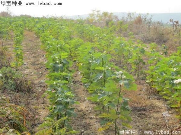 无花果种子
