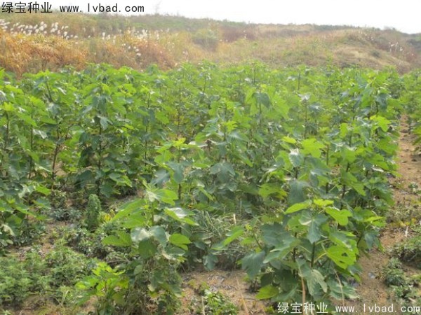 无花果<a href='https://www.lvbad.com/' target='_blank'>种子</a>