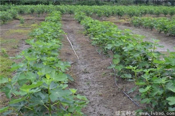 无花果<a href='https://www.lvbad.com/' target='_blank'>种子</a>