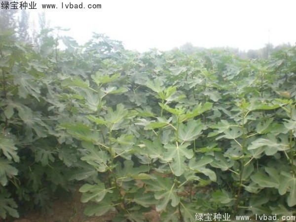 无花果种子