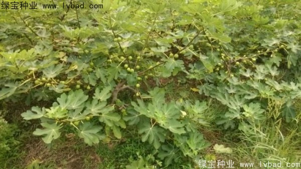 无花果<a href='https://www.lvbad.com/' target='_blank'>种子</a>
