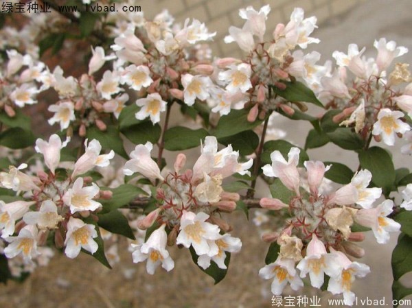 猬实<a href='https://www.lvbad.com/' target='_blank'>种子</a>