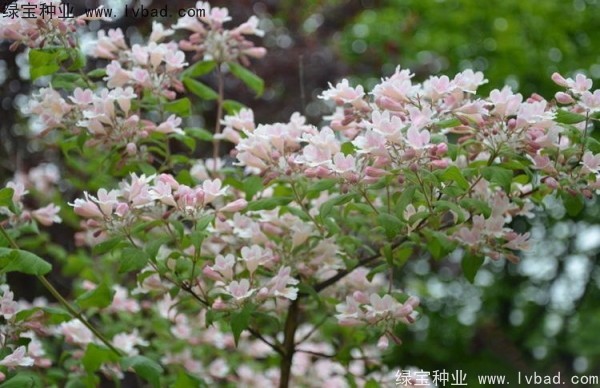 <a href='https://www.lvbad.com/linmuzhongzi/2246.html' target='_blank'>猬实种子</a>