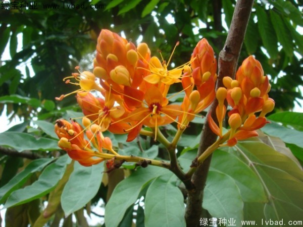<a href='https://www.lvbad.com/linmuzhongzi/2247.html' target='_blank'>无忧树</a><a href='https://www.lvbad.com/' target='_blank'>种子</a>