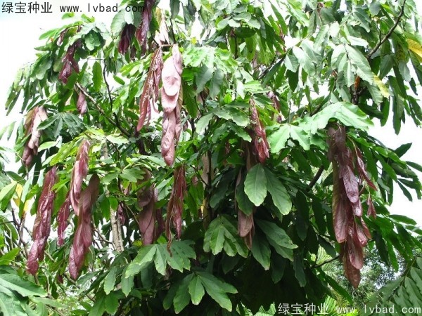 <a href='https://www.lvbad.com/linmuzhongzi/2247.html' target='_blank'>无忧树种子</a>