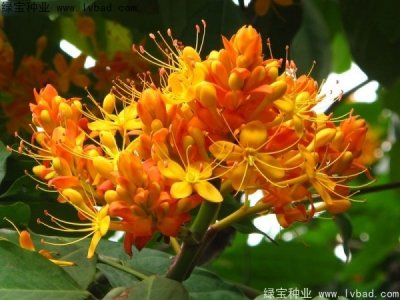 无忧树种子