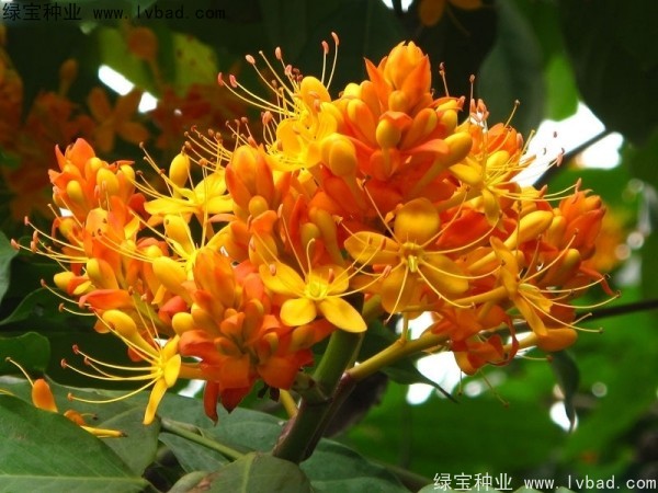 <a href='https://www.lvbad.com/linmuzhongzi/2247.html' target='_blank'>无忧树种子</a>
