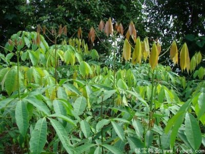 橡胶树种子