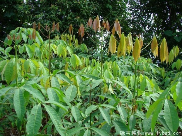 <a href='https://www.lvbad.com/linmuzhongzi/2248.html' target='_blank'>橡胶树种子</a>