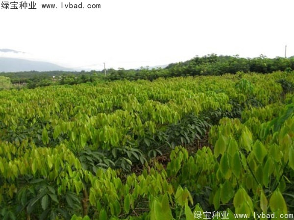 橡胶树<a href='https://www.lvbad.com/' target='_blank'>种子</a>
