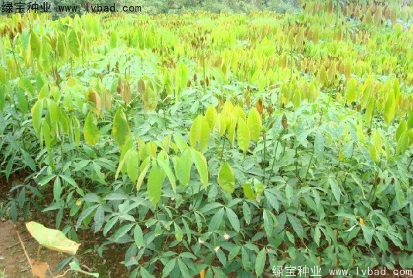 橡胶树种子
