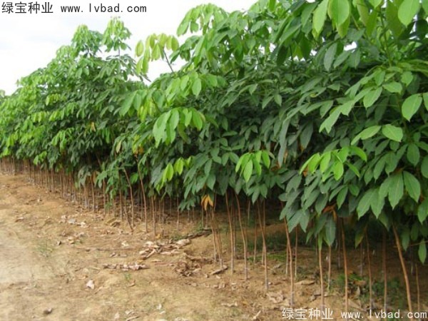 <a href='https://www.lvbad.com/linmuzhongzi/2248.html' target='_blank'>橡胶树种子</a>